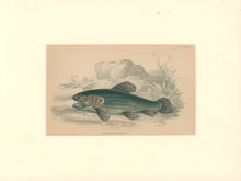 Load image into Gallery viewer, Jardine, William. Pl. 27. &quot;Erythrinus Macrodon&quot;
