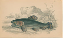 Load image into Gallery viewer, Jardine, William. Pl. 27. &quot;Erythrinus Macrodon&quot;
