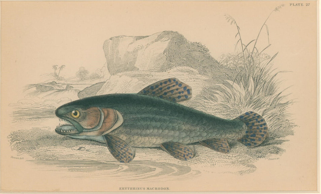 Jardine, William. Pl. 27. 