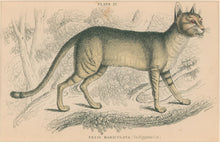 Load image into Gallery viewer, Jardine, William. Pl. 27. [The Egyptian Cat]
