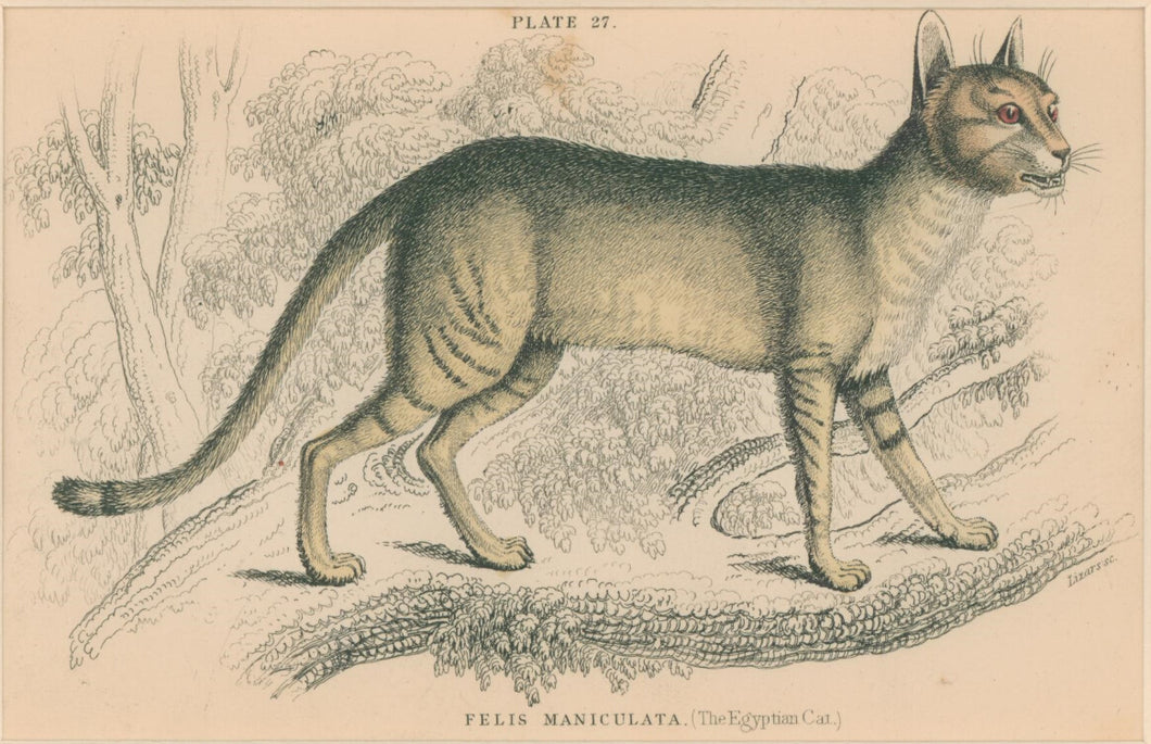 Jardine, William. Pl. 27. [The Egyptian Cat]