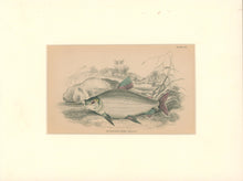 Load image into Gallery viewer, Jardine, William. Pl. 28. &quot;Prochilodus rubro-Taeniatus&quot;
