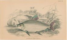 Load image into Gallery viewer, Jardine, William. Pl. 28. &quot;Prochilodus rubro-Taeniatus&quot;
