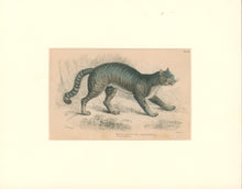 Load image into Gallery viewer, Jardine, William. Pl. 29. [The Common Wildcat]
