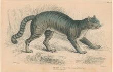 Load image into Gallery viewer, Jardine, William. Pl. 29. [The Common Wildcat]
