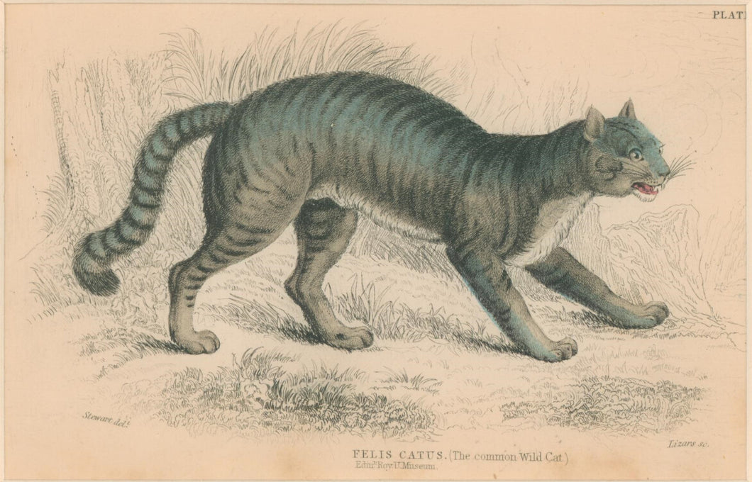 Jardine, William. Pl. 29. [The Common Wildcat]