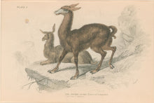 Load image into Gallery viewer, Jardine, William. Pl. 2. &quot;The Brown Llama&quot;

