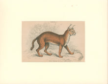Load image into Gallery viewer, Jardine, William. Pl.30. [The Caracal]
