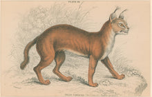 Load image into Gallery viewer, Jardine, William. Pl.30. [The Caracal]
