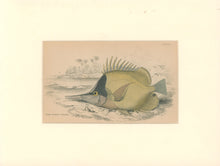 Load image into Gallery viewer, Jardine, William. Pl. 31. &quot;Long-Beaked Chelmon&quot;
