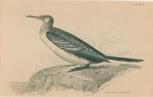 Load image into Gallery viewer, Jardine, William. Pl. 31. &quot;Long Tailed Cormorant&quot;
