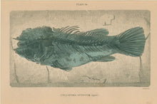 Load image into Gallery viewer, Jardine, William. Pl. 34. &quot;Cyclopoma Spinosum&quot;
