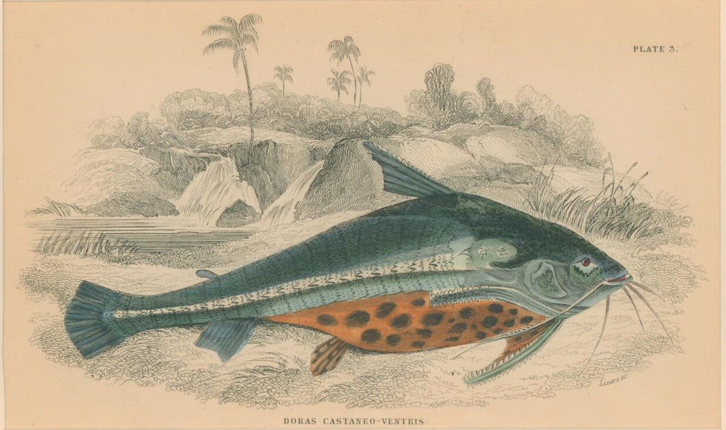 Jardine, William. Pl. 3. 