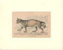 Load image into Gallery viewer, Jardine, William. Pl. 4 [The Puma]
