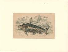 Load image into Gallery viewer, Jardine, William. Pl. 4. &quot;Arius Oncinus&quot;
