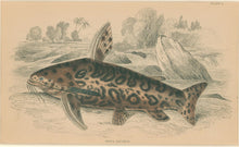 Load image into Gallery viewer, Jardine, William. Pl. 4. &quot;Arius Oncinus&quot;
