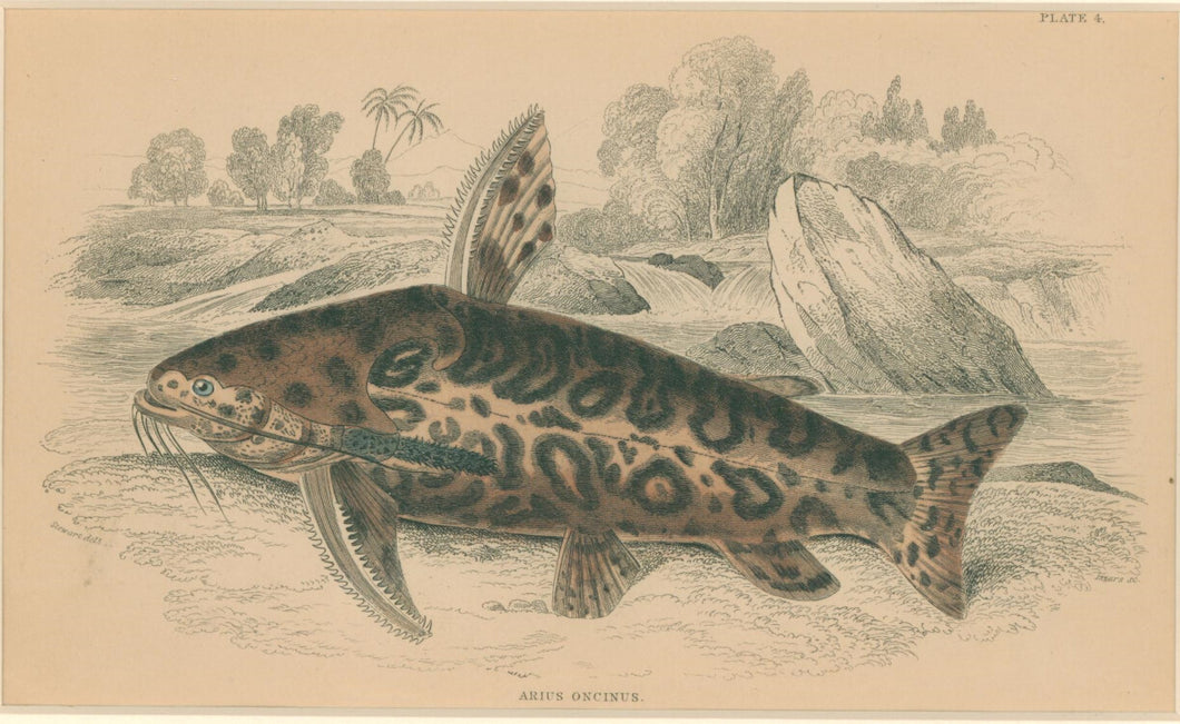 Jardine, William. Pl. 4. 