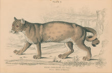 Load image into Gallery viewer, Jardine, William. Pl. 4 [The Puma]
