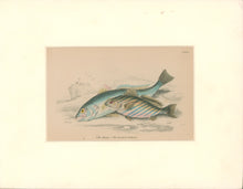 Load image into Gallery viewer, Jardine, William. Pl. 7. &quot;The Maigre &amp; Bearded Umbrina&quot;
