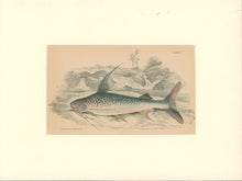 Load image into Gallery viewer, Jardine, William. Pl. 7. &quot;Pimelodus Notatus&quot;
