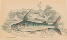 Load image into Gallery viewer, Jardine, William. Pl. 7. &quot;Pimelodus Notatus&quot;
