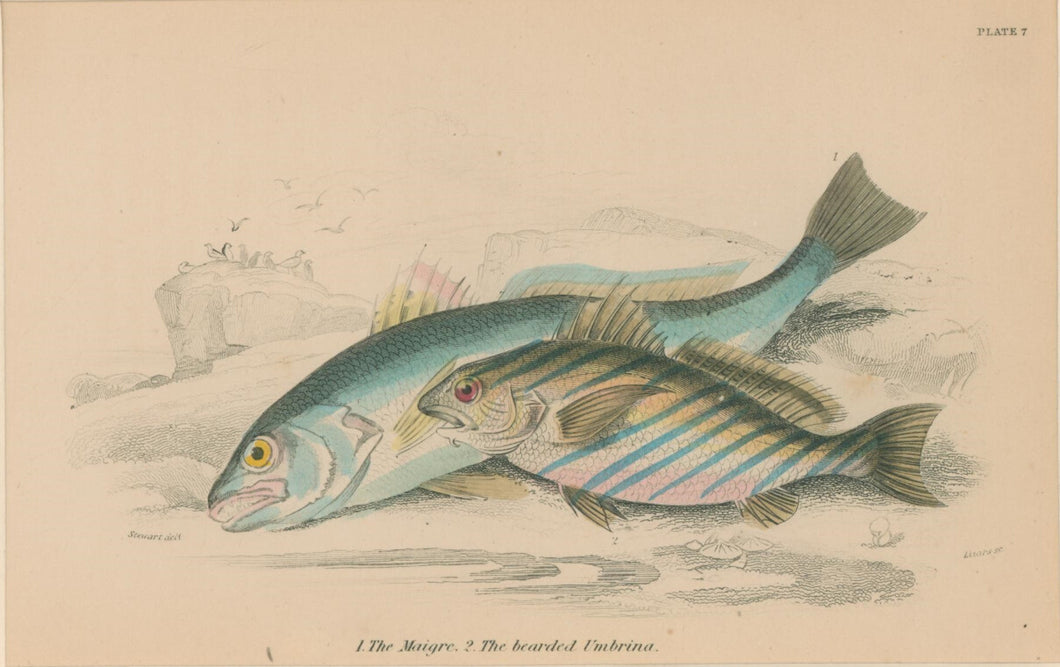 Jardine, William. Pl. 7. 