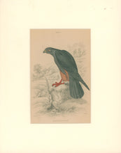 Load image into Gallery viewer, Jardine, William. Pl. 7. &quot;Orange Legged Falcon&quot;
