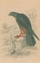 Load image into Gallery viewer, Jardine, William. Pl. 7. &quot;Orange Legged Falcon&quot;
