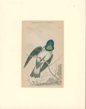 Load image into Gallery viewer, Jardine, William. Pl. 9. &quot;Oreotrochilus Chimborazo&quot;
