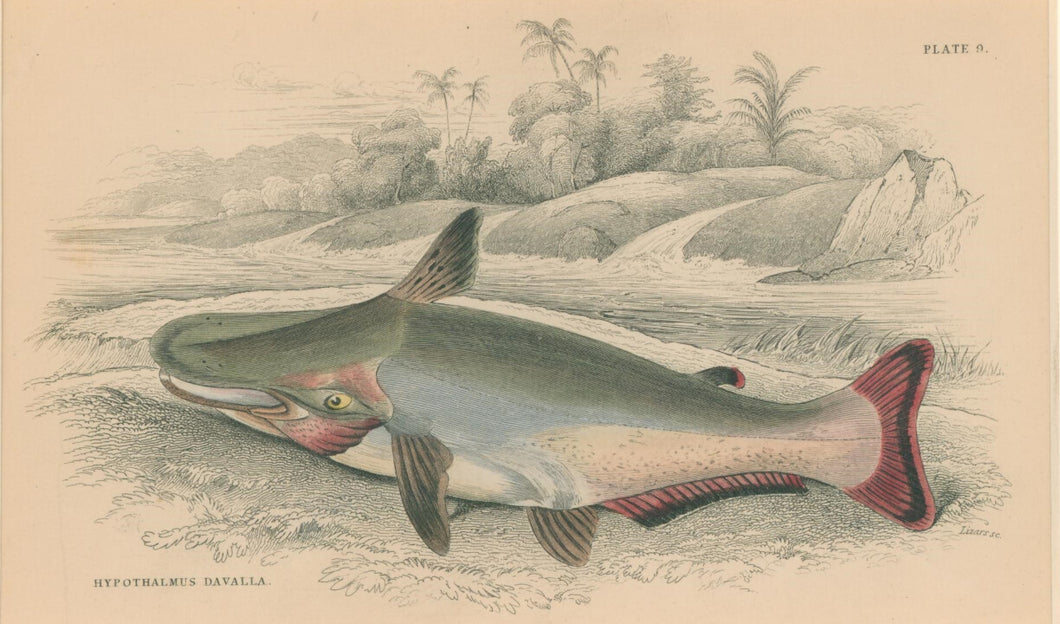 Jardine, William. Pl. 9. 