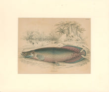 Load image into Gallery viewer, Jardine, William. Pl. XI. &quot;Sudis Gigas&quot;
