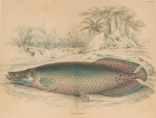 Load image into Gallery viewer, Jardine, William. Pl. XI. &quot;Sudis Gigas&quot;
