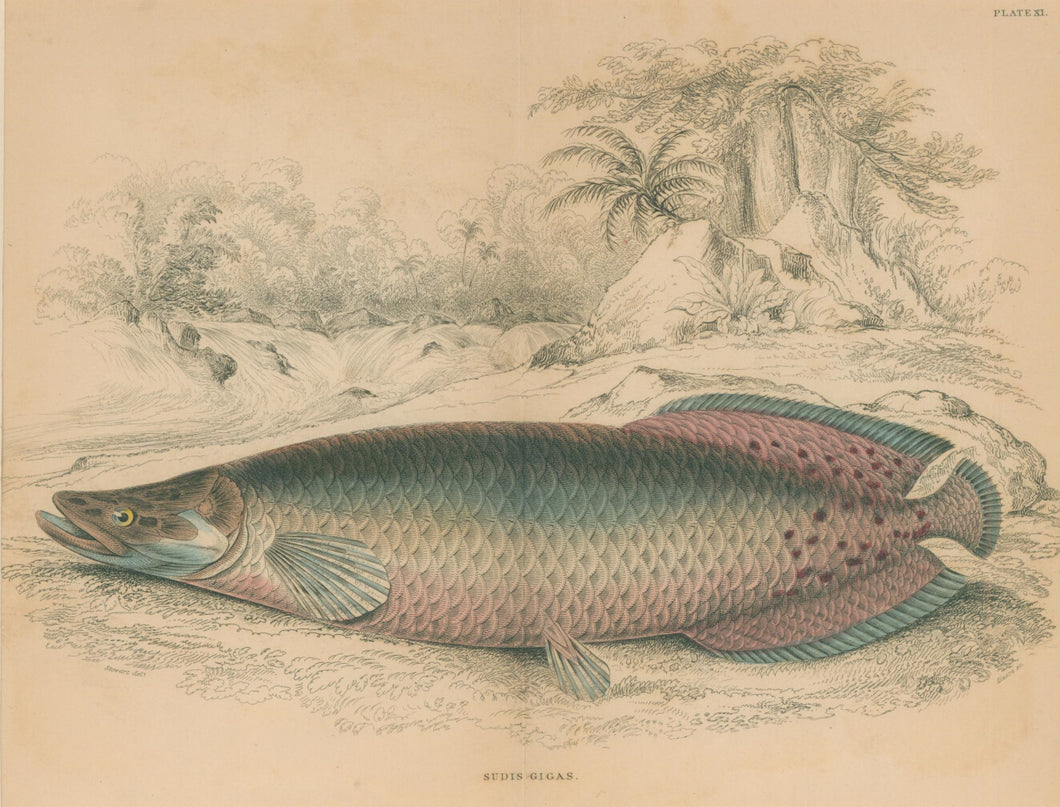 Jardine, William. Pl. XI. 