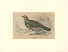 Load image into Gallery viewer, Jardine, William. Pl. XV. [The Canadian Grouse]
