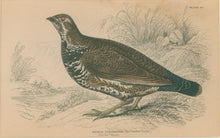 Load image into Gallery viewer, Jardine, William. Pl. XV. [The Canadian Grouse]

