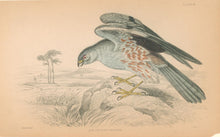 Load image into Gallery viewer, Stewart &quot;Ash Coloured Harrier.&quot; Pl. 23 from Jardine&#39;s &quot;Naturalist&#39;s Library&quot;
