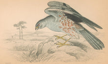 Load image into Gallery viewer, Stewart &quot;Ash Coloured Harrier.&quot; Pl. 23 from Jardine&#39;s &quot;Naturalist&#39;s Library&quot;
