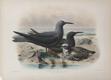 Load image into Gallery viewer, Keulemanns, John G. “Anous Hawaiiensis”  [Noddy Tern-Hawaii]
