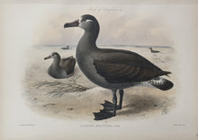 Load image into Gallery viewer, Keulemanns, John G. “Diomedea Brachyura”  [Short Tailed Albatross-Hawaii]
