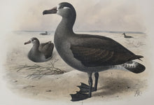 Load image into Gallery viewer, Keulemanns, John G. “Diomedea Brachyura”  [Short Tailed Albatross-Hawaii]
