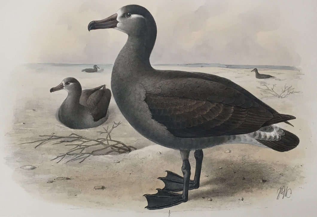 Keulemanns, John G. “Diomedea Brachyura”  [Short Tailed Albatross-Hawaii]