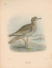 Load image into Gallery viewer, Keulemans, John G. “Stone Curlew”
