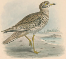 Load image into Gallery viewer, Keulemans, John G. “Stone Curlew”

