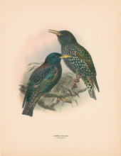 Load image into Gallery viewer, Keulemans, John G. “Common Starling”
