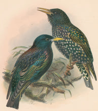 Load image into Gallery viewer, Keulemans, John G. “Common Starling”

