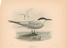 Load image into Gallery viewer, Keulemans, John G. “Sandwich Tern”
