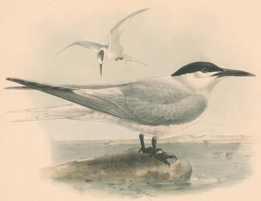 Keulemans, John G. “Sandwich Tern”