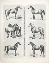 Load image into Gallery viewer, Kollner, Augustus.  “The Principal Breeds of Horses in use in North America...&quot;
