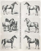 Load image into Gallery viewer, Kollner, Augustus.  “The Principal Breeds of Horses in use in North America...&quot;
