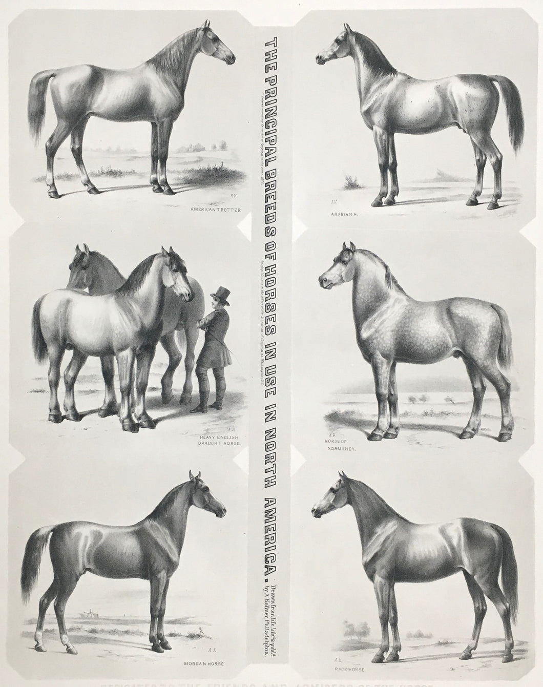 Kollner, Augustus.  “The Principal Breeds of Horses in use in North America...